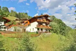 Alpensteinbock Saalbach